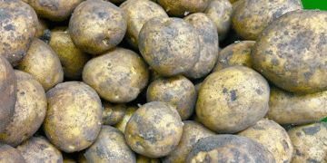 Beyond the Hype: Data-Driven Selection of Resilient Potato Cultivars for 2026 and Beyond