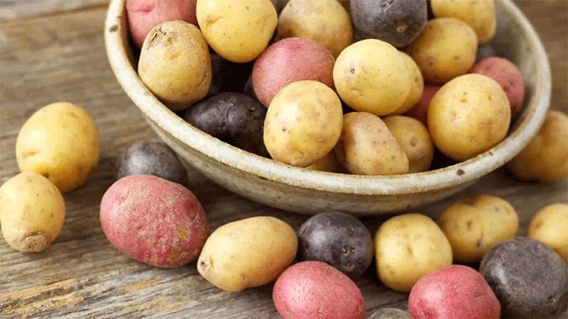 The Creamer Revolution: How Precision Agronomy and Targeted Genetics Built a Billion-Dollar Potato Niche