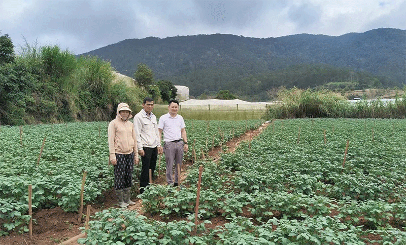 From 20 to 100 Million VND/ha: How a Systems-Based Potato Model is Transforming Vietnamese Highlands Farming