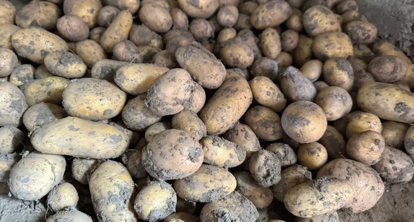 Winter-Planting Potatoes: A Viable Strategy for Ultra-Early Harvest or a High-Risk Gamble?