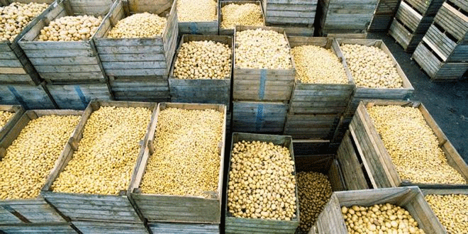 Bountiful Harvest, Mounting Pressure: Belgium’s Record Potato Crop Tests Market Resilience