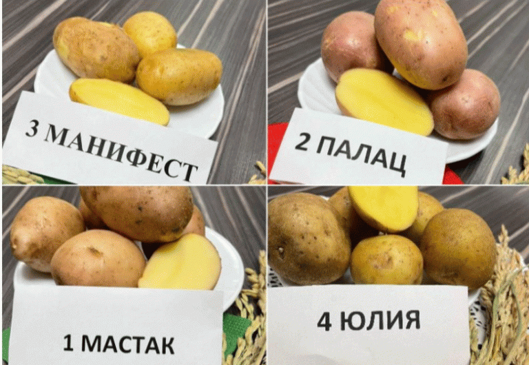 Field Proven: Ten Belarusian Potato Varieties Demonstrate Robust Adaptability in Arid Astrakhan Region 22 Field Proven: Ten Belarusian Potato Varieties Demonstrate Robust Adaptability in Arid Astrakhan Region