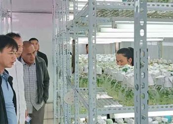 From War Scars to Green Gold: Quang Tri’s Potato Revolution Forges a New Model for Post-Conflict Agricultural Development