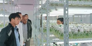 From War Scars to Green Gold: Quang Tri’s Potato Revolution Forges a New Model for Post-Conflict Agricultural Development