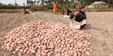 Gloom Descends on Bangladesh Potato Farmers as Eid al-Fitr Arrives Amid Unsold Crops and Mounting Losses