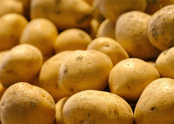 From Potato Field to Pharmaceutical Vial: The Unexpected Biomedical Promise of a Plant Virus