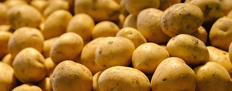 From Potato Field to Pharmaceutical Vial: The Unexpected Biomedical Promise of a Plant Virus