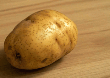 The Hidden Hitchhiker: How “Clean” Seed Potatoes Are Secretly Fueling India’s Late Blight Epidemic