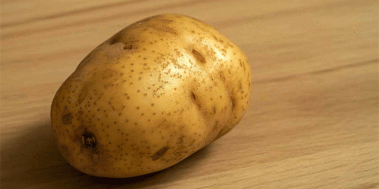 The Hidden Hitchhiker: How “Clean” Seed Potatoes Are Secretly Fueling India’s Late Blight Epidemic