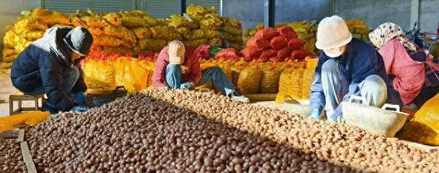 From Local Staple to Golden Asset: How a County Built a $60M Integrated Potato Value Chain