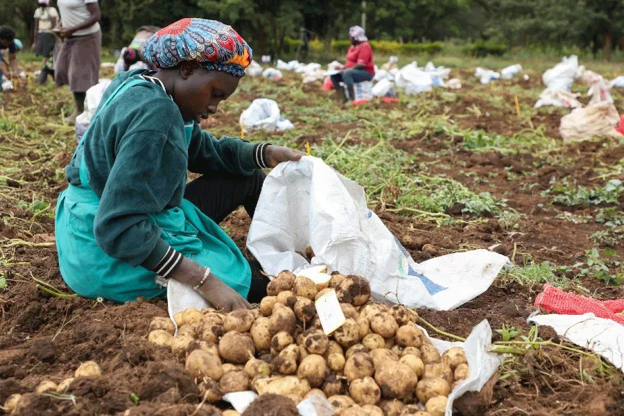 From Seed to Security: How Hybrid Potato Breeding is Building Resilience for Smallholder Farmers