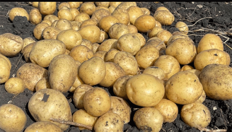 Riviera Potato: A Super-Early Powerhouse for Premium Markets and Crop Rotation Strategy 43 Riviera Potato: A Super-Early Powerhouse for Premium Markets and Crop Rotation Strategy