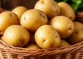 Komi Republic Accelerates Import Substitution with Seed Center and 5,200-Tonne Vegetable Storage by 2030