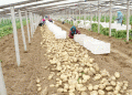 Maximizing Potato Yields: Insights from Changli’s Harvest and Global Best Practices
