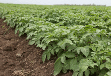 The Boom and Bust Cycle: Diagnosing the Systemic Volatility in Russia’s Potato Market