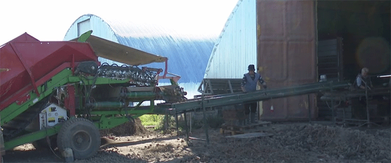 The Russian Potato Powerhouse: How Investment, Scale, and Yield are Driving Growth in Melelenkovsky District