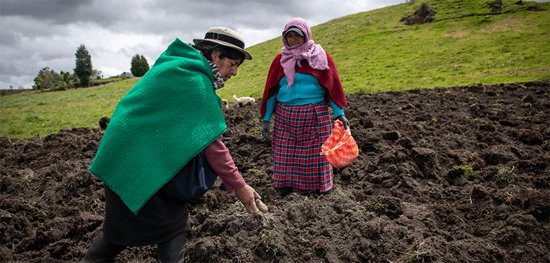 Guardians of the Tuber: How Andean Women Are Reviving Agro-Biodiversity in a Changing Climate
