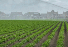 Rainfall Disparities in 2025: A Case Study in Yield Variability and Irrigation Economics