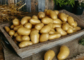 Beyond the Tuber: The Data-Driven Revolution Transforming Potato Production & Profit