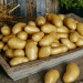 Beyond the Tuber: The Data-Driven Revolution Transforming Potato Production & Profit