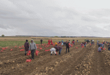 Beyond Yield: How a Community Potato Harvest is Cultivating Food Security and Resilience