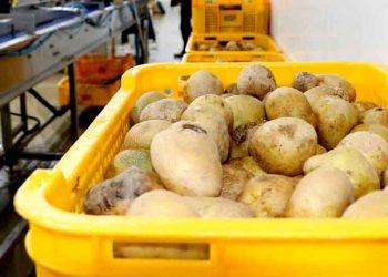 From Farm Waste to 48.8 Billion Won: How Kangwon Potato Cooperative Turned “Chicken Rib” Culls into a Producer Consolidation Engine