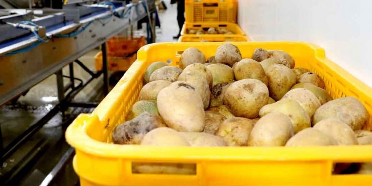 From Farm Waste to 48.8 Billion Won: How Kangwon Potato Cooperative Turned “Chicken Rib” Culls into a Producer Consolidation Engine