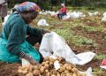 The Unlikely Pioneer: Why Africa is the Launchpad for True Potato Seed Revolution