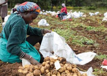 The Unlikely Pioneer: Why Africa is the Launchpad for True Potato Seed Revolution