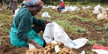 The Unlikely Pioneer: Why Africa is the Launchpad for True Potato Seed Revolution
