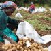 The Unlikely Pioneer: Why Africa is the Launchpad for True Potato Seed Revolution
