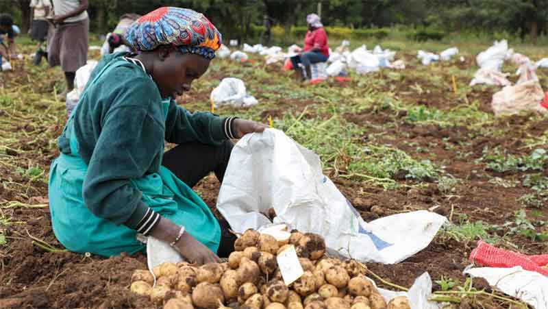 L'improbabile pioniere: perché l'Africa è il trampolino di lancio per la vera rivoluzione dei semi di patata