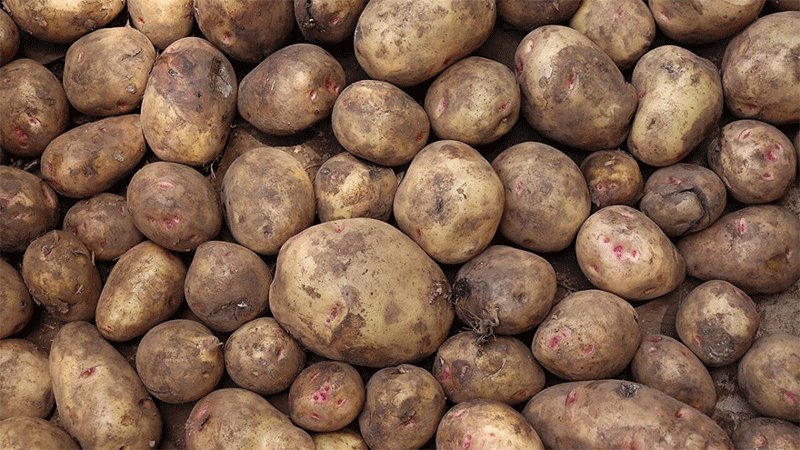 Beyond the Wheel Track: How Drone Technology Is Redefining Crop Protection and Profitability in Precision Agriculture