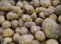Potato Wart Disease Threatens Volgograd: How Farmers Can Protect Their Crops