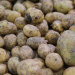 Potato Wart Disease Threatens Volgograd: How Farmers Can Protect Their Crops