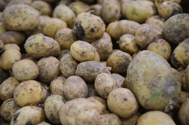 Potato Wart Disease Threatens Volgograd: How Farmers Can Protect Their Crops 47 Potato Wart Disease Threatens Volgograd: How Farmers Can Protect Their Crops