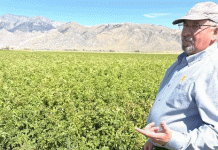 Presión inusualmente alta de pulgones en 2025: una amenaza crítica del PVY para los productores de papa