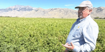 Unusually High Aphid Pressure in 2025: A Critical PVY Threat for Potato Growers
