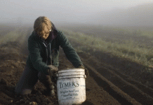 El período crítico: una nueva investigación identifica el momento de máxima vulnerabilidad de la papa al calor y al granizo.