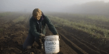 The Critical Window: New Research Pinpoints Potato’s Peak Vulnerability to Heat and Hail