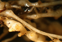 Ключевой момент в борьбе с нематодами: создание прибыльных систем выращивания картофеля в эпоху после отмены фумигантов