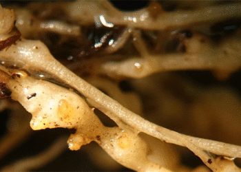&nbsp;Nematode Management Pivot- Fumigant ခေတ်တွင် အကျိုးအမြတ်ရနိုင်သော အာလူးစနစ်များ တည်ဆောက်ခြင်း။