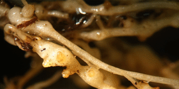  The Nematode Management Pivot: Building Profitable Potato Systems in a Post-Fumigant Era