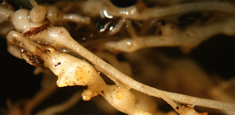 &nbsp;De Pivot yn Nematodenbehear: it bouwen fan winstjouwende ierappelsystemen yn in post-fumigant tiidrek