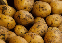 A System in Crisis: Climate, Dumping, and Labeling Fraud Push Bulgarian Potato Sector to the Brink