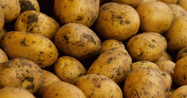 A System in Crisis: Climate, Dumping, and Labeling Fraud Push Bulgarian Potato Sector to the Brink