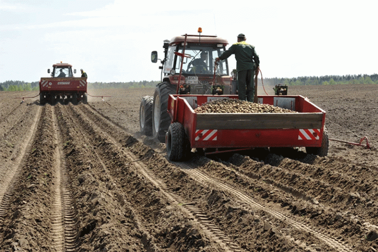 Potato Power: How Belgian Farmers Are Defying Agricultural Land Decline with Strategic Spud Expansion