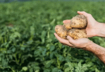 Phacelia: A Biological Control Strategy for Wireworm Management in Potato Crops