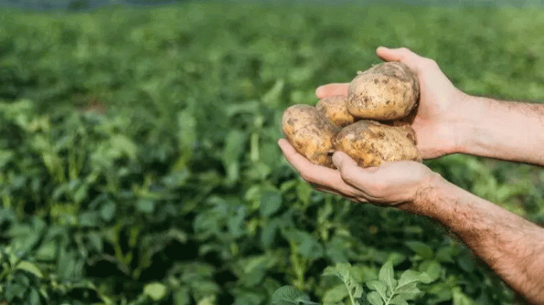 Phacelia: O strategie de control biologic pentru gestionarea viermilor sârmă în culturile de cartofi 26 Phacelia: O strategie de control biologic pentru gestionarea viermilor sârmă în culturile de cartofi
