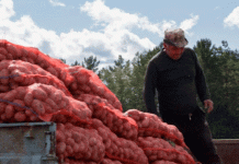 El buit contractual: com les pràctiques minoristes estan remodelant la producció de patata i creant escassetat de subministrament